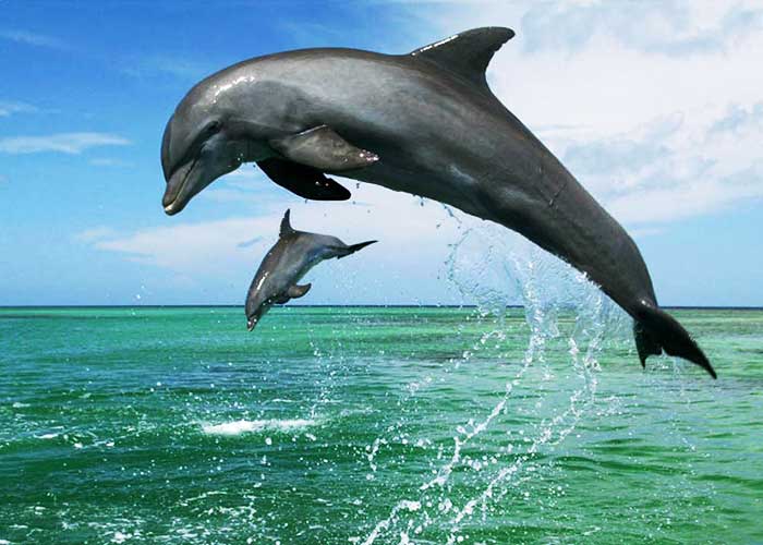 دلفینهای جزیره هنگام