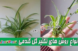 روش تکثیر گیاه آپارتمانی گل گندمی+ روش تکثیر گیاه گندمی در آب و خاک