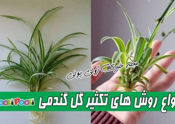 روش تکثیر گیاه آپارتمانی گل گندمی+ روش تکثیر گیاه گندمی در آب و خاک