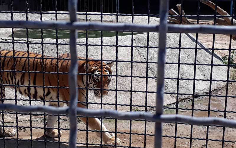آشنایی با باغ وحش صفادشت در استان تهران
