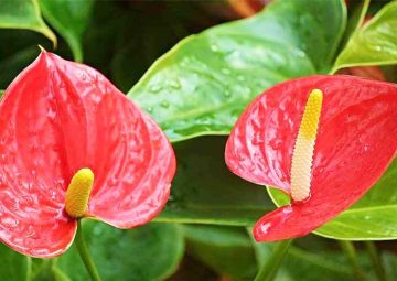 شرایط نگهداری گل آنتوریوم از گیاهان تصفیه کننده هوا