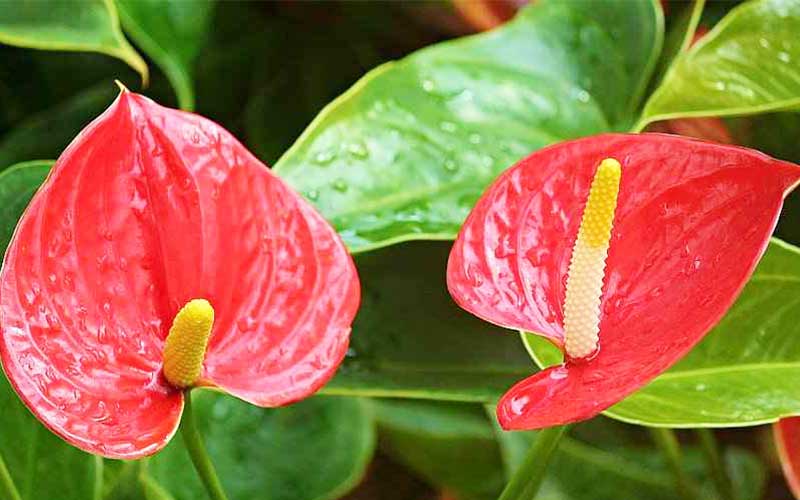 شرایط نگهداری گل آنتوریوم از گیاهان تصفیه کننده هوا