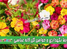 شرایط نگهداری و کاشت گل لاله عباسی+ تکثیر و خواص گل لاله عباسی