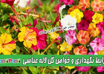 شرایط نگهداری و کاشت گل لاله عباسی+ تکثیر و خواص گل لاله عباسی