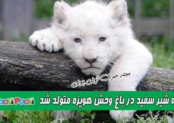 بچه شیر سفید در باغ وحش هویزه بدنیا آمد+ عکس