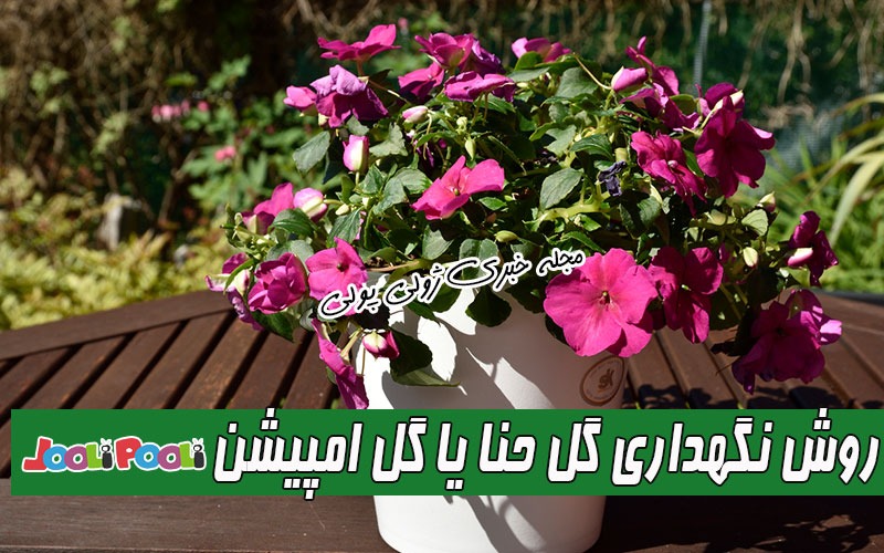 روش نگهداری گل حنا (امپیشن)+ تکثیر، آفات و بیماریهای گل حنا+ نگهداری گل سولماز