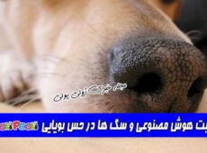 رقابت هوش مصنوعی و سگ ها در حس بویایی